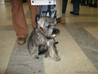 Цвергшнауцера щенок - Изображение #2, Объявление #16735