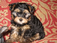 Щенки йоркширского терьера - Изображение #2, Объявление #15656