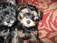 Щенки йоркширского терьера - Изображение #1, Объявление #15656