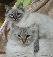 Невский маскарадный котёнок - Изображение #2, Объявление #12522