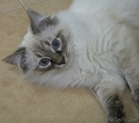 Невский маскарадный котёнок - Изображение #1, Объявление #12522
