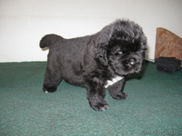 Ньюфаундленда щенки - Изображение #2, Объявление #17817