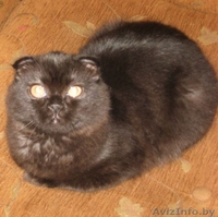 котенок хайленд-фолд - Изображение #1, Объявление #15451