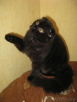 котенок хайленд-фолд - Изображение #3, Объявление #15451