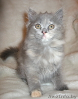 Британская кошечка продается - Изображение #1, Объявление #17494