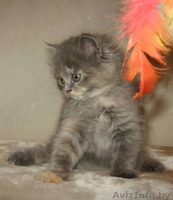 Британский котенок продается - Изображение #1, Объявление #15546
