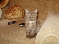 британский короткошерстный котенок - Изображение #2, Объявление #16637