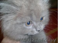 Британский котенок (скоттиш-хайленд). Недорого!!!! - Изображение #1, Объявление #23854