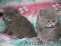 Британский котенок (скоттиш-хайленд). Недорого!!!! - Изображение #2, Объявление #23854