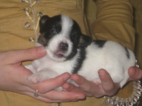 Щенки джек рассел терьера - Изображение #3, Объявление #24347