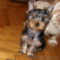 Щенки йоркширского терьера - Изображение #1, Объявление #22012