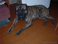 Бульмастиф, 6,5 лет - Изображение #2, Объявление #25579