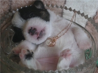 Щенки джек рассел терьера - Изображение #2, Объявление #24347