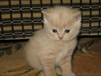 Британский короткошерсный котёнок - Изображение #1, Объявление #27021