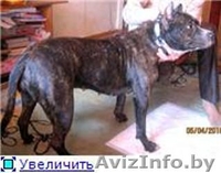 Девочка тигровая, молодая предположительно до 4 лет - Изображение #2, Объявление #21142