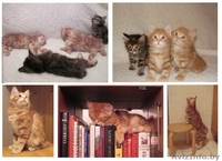 Вязка - Курильский бобтейл Индра Махендра приглашает на вязку - Изображение #3, Объявление #22447