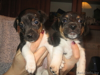 Джек Рассел терьер щенки - Изображение #2, Объявление #20720