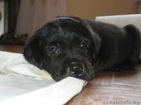 Щенки лабрадора.С хорошей родословной.Недорого.Звоните. - Изображение #1, Объявление #19248