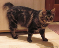 Вязка - Курильский бобтейл Индра Махендра приглашает на вязку - Изображение #1, Объявление #22447