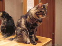 Вязка - Курильский бобтейл Индра Махендра приглашает на вязку - Изображение #2, Объявление #22447