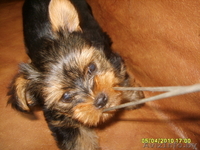 йоркширский терьер-щенки - Изображение #1, Объявление #21307