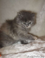 Британская кошечка продается - Изображение #2, Объявление #17494