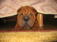 шарпей щенки будущие чемпионы - Изображение #2, Объявление #26302