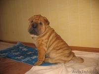 шарпей щенки будущие чемпионы - Изображение #3, Объявление #26302