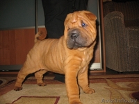 шарпей щенки будущие чемпионы - Изображение #1, Объявление #26302