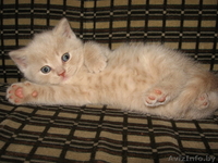 Британский короткошерсный котёнок - Изображение #2, Объявление #27021