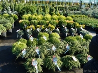 Ландшафтные растения из Европы. Доставка. Низкие цены. - Изображение #2, Объявление #27397