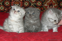 Шотландские вислоухие котята с родословной (можно без родословной), привиты - Изображение #1, Объявление #23639