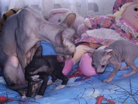 сфинкса котят продам - Изображение #3, Объявление #21718