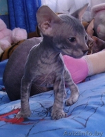 сфинкса котят продам - Изображение #2, Объявление #21718