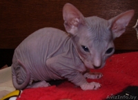 сфинкса котят продам - Изображение #1, Объявление #21718