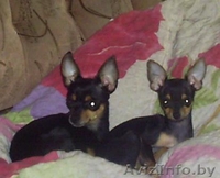 Щенок Той терьера - Изображение #3, Объявление #24075