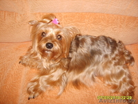 йоркширский терьер-щенки - Изображение #3, Объявление #21307