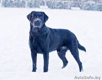 Щенки лабрадора черного окраса. - Изображение #1, Объявление #27450