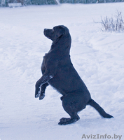 Щенки лабрадора черного окраса. - Изображение #2, Объявление #27450