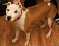 Мила -молоденькая девочка американского стаффордширского терьера в дар - Изображение #1, Объявление #27741