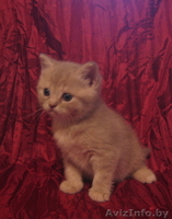 Очаровательные котята британской породы - Изображение #4, Объявление #29373