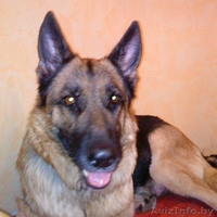 щенок немецкой овчарки (26.04.10) с отличной родословной - Изображение #1, Объявление #29565