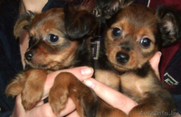 щенки той-терьера длинношерстные - Изображение #1, Объявление #32479