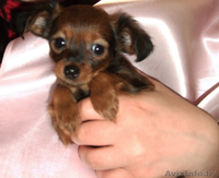 щенки той-терьера длинношерстные - Изображение #2, Объявление #32479