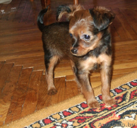 щенки той-терьера длинношерстные - Изображение #3, Объявление #32479