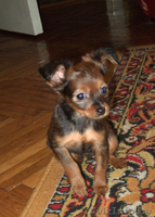 щенки той-терьера длинношерстные - Изображение #5, Объявление #32479