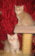 Замечательный британский котенок - Изображение #5, Объявление #30296