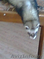 малышка ищет новый дом - Изображение #2, Объявление #29270