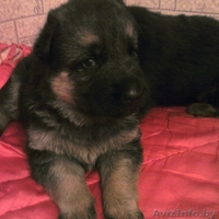 щенок немецкой овчарки (26.04.10) с отличной родословной - Изображение #2, Объявление #29565