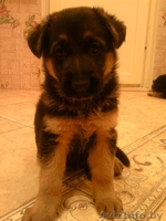 щенок немецкой овчарки (26.04.10) с отличной родословной - Изображение #3, Объявление #29565